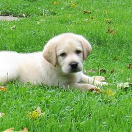 Labrador Retriever Puppies from Treasure Mountain Labrador Retrievers
