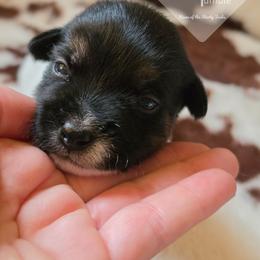 Boy 5: Twin Two - Tri-color male Russell Terrier puppy in Harvel, Illinois from Ruff and Tumble Russell Terriers