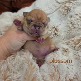 Blossom - Fawn female French Bulldog puppy in Moses Lake, Washington from Edgewater Frenchies