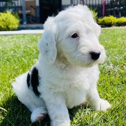 Lilly - Black and white female Sheepadoodle puppy in Eldersburg, Maryland from M&B Puppy Love
