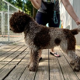 Creek - Lagotto Romagnolo