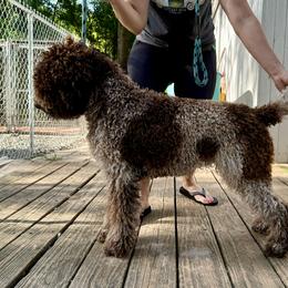 Creek - Lagotto Romagnolo