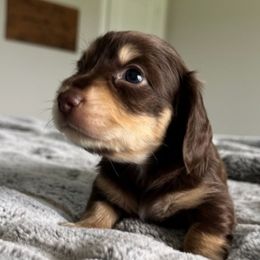 TOMMY - Chocolate and cream male Dachshund puppy in Fort Worth, Texas from Chadwick Farms Mini Dachshunds