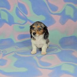 Dachshund Puppies from Newbern's Nuggets