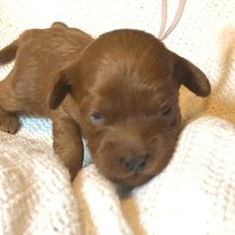 Jolianna - Red female Australian Labradoodle puppy in Spring City, Tennessee from Beck ‘N Ridge Australian Labradoodles