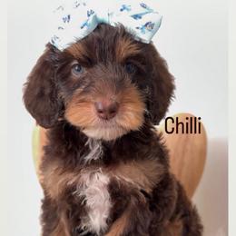 Chilli - Tri-color female Australian Labradoodle puppy in Arden, North Carolina from Kismet Labradoodles
