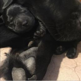 Labrador Retriever Puppies from Red Barn Farm Labradors - Made in Vermont