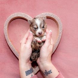Huntrix - Merle female Pomsky puppy in Sumter, South Carolina from Emerald Skies Pomskies