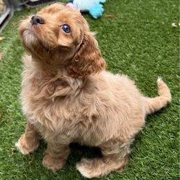 Pinot - Cream male Cockapoo puppy in Williamston, South Carolina from Sassy Bob’s Dogs