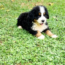 Bernese Mountain Dog Puppies from Allison Thornton