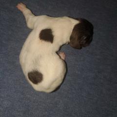 Kleine Munsterlander Puppies from Prairie State Kennel