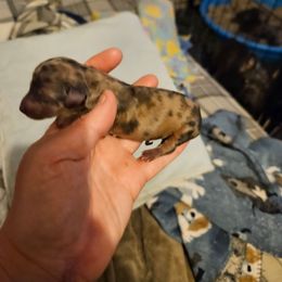 Girl 1 - Dapple female Dachshund puppy in Lansing, Michigan from Black Thunder 517 Cane Corso and Dachshunds