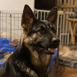Luna - German Shepherd