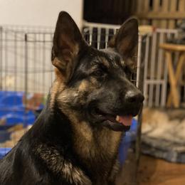 Luna - German Shepherd