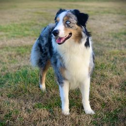 Skye - Australian Shepherd