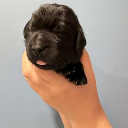 Dolly Parton - Black female Newfoundland puppy in Tully, New York from Bear Paw Newfoundlands
