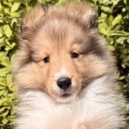 Shetland Sheepdog puppies from Solange Shelties