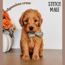Stitch - Red  male Goldendoodle puppy in Hilton, New York from The House of Goldendoodle
