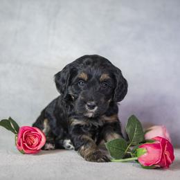 Snow White - Phantom female Bernedoodle puppy in Seffner, Florida from Gold Diamond Pup