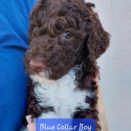 Goldendoodle and Poodle Puppies from Golden State Good Dogs