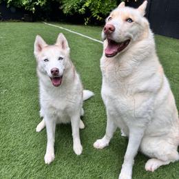 Zelda and Axle - Red and white female Siberian Husky puppy in Heppner, Oregon from Yuki Ookami Show Kennel