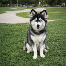 Frankie - Black and white female Pomsky puppy in La Verne, California from Red Cedar Pomskies
