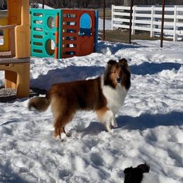 Claire - Sable and white female Shetland Sheepdog puppy in Clearfield, Iowa from Karmayne Kennels