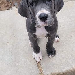 Great Dane and Yorkshire Terrier Puppies from Chuck City Danes