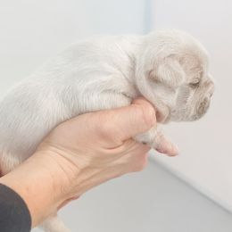 French Bulldogs from 49 North French Bulldogs