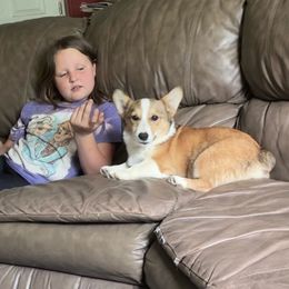Happy - Pembroke Welsh Corgi