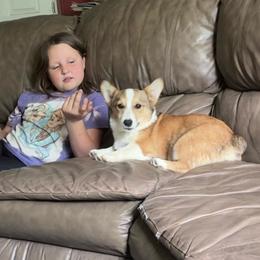 Happy - Pembroke Welsh Corgi