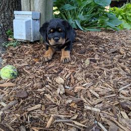 Rottweiler Puppies from Von Schonen Rottweilers