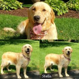 Stella - Golden Retriever