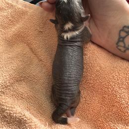 Girl 2 - Slate female Chinese Crested puppy in Auburn, Kansas from TopBrass Kennels