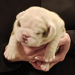 Girl 1 - Red and white female Bulldog puppy in Salina, Kansas from Big Pine Bulldogs