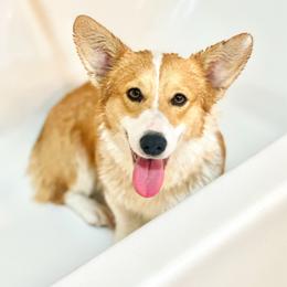 Peach - Pembroke Welsh Corgi
