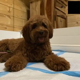 Goldendoodle Puppies from Simply Mini Goldendoodles