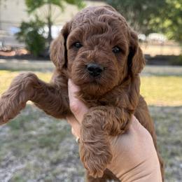 Maui - Red male Cavapoo puppy in Orange, California from SoCal Cavapoos