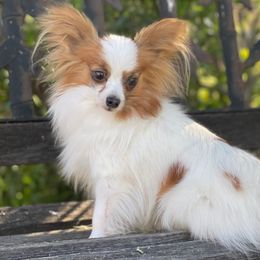 Papillons from PapillonPups