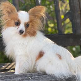 Papillons from PapillonPups