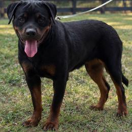 Rottweiler puppies from Gray Kennels Rottweilers
