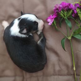Australian Shepherd Puppies from TANDEM Aussies
