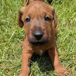 Boy 2 - Red male Irish Terrier puppy in Broadway, North Carolina from Detmore Kennels