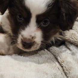 Dancer - Red tri Miniature Australian Shepherd puppy in Bethany, Connecticut from Tini Thyme Mini Aussies