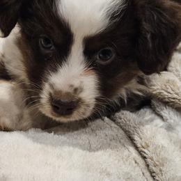 Dancer - Red tri Miniature Australian Shepherd puppy in Bethany, Connecticut from Tini Thyme Mini Aussies