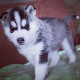 Siberian Husky Puppies from Tricia's Siberians LLC