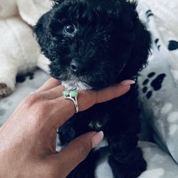 Maltipoo Puppies from Awwws&Pawws