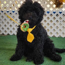 Gentle Boy 1 - Black male Cockapoo puppy in Los Molinos Ca, California from Sunshine Sanctuary Doodles