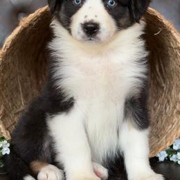 Roxi-has tail-many videos - Black tri-color female Australian Shepherd puppy in Troy, South Carolina from Australian Shepherds of 3/W Farms
