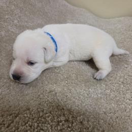 Alex - Yellow male Labrador Retriever puppy in Middleburg, Pennsylvania from Countrylanes labs